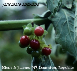 fruits (red) of Jaltomata antillana